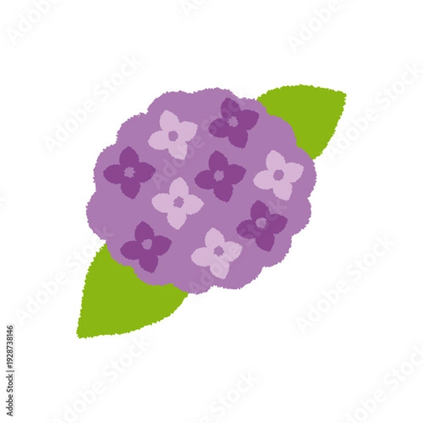 Obraz 紫陽花 イラスト 初夏 花 手描き シンプル