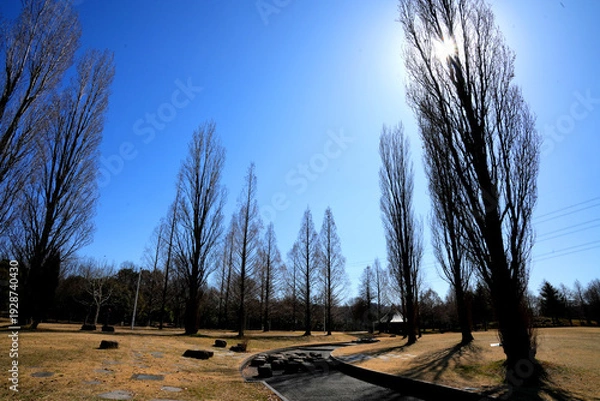 Obraz 北欧の雰囲気漂うポプラのある公園