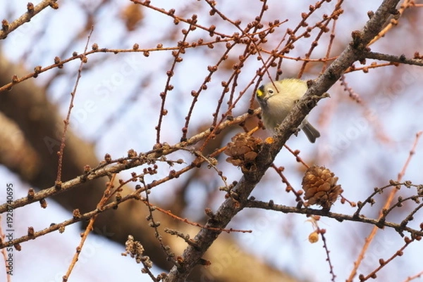 Obraz カラマツにやってきたキクイタダキ