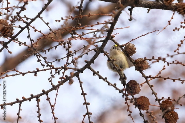 Obraz カラマツにやってきたキクイタダキ