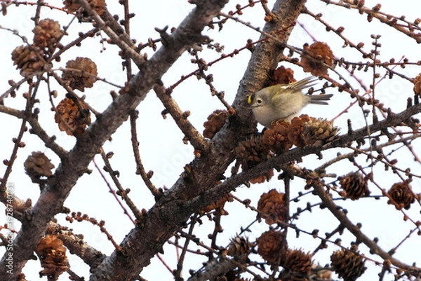 Obraz カラマツにやってきたキクイタダキ