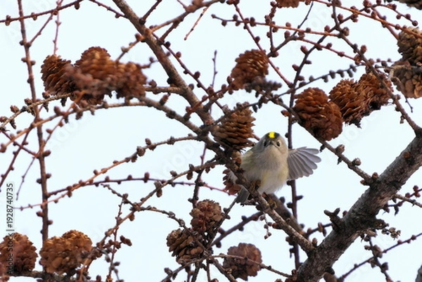 Obraz カラマツにやってきたキクイタダキ
