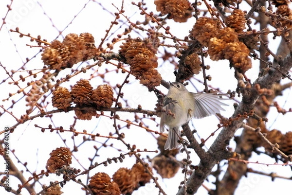 Obraz カラマツにやってきたキクイタダキ
