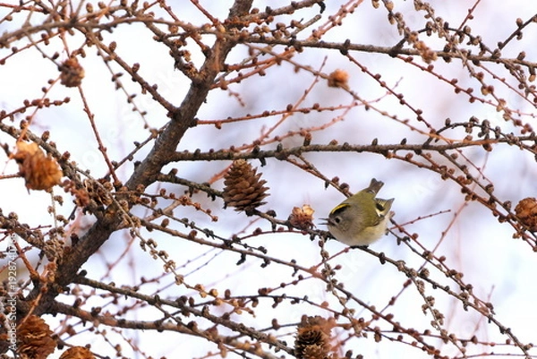 Obraz カラマツにやってきたキクイタダキ