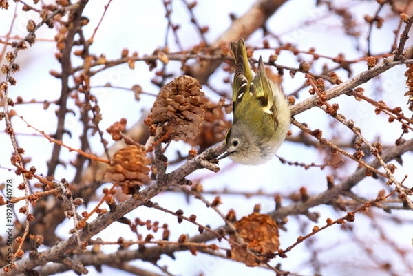 Obraz カラマツにやってきたキクイタダキ