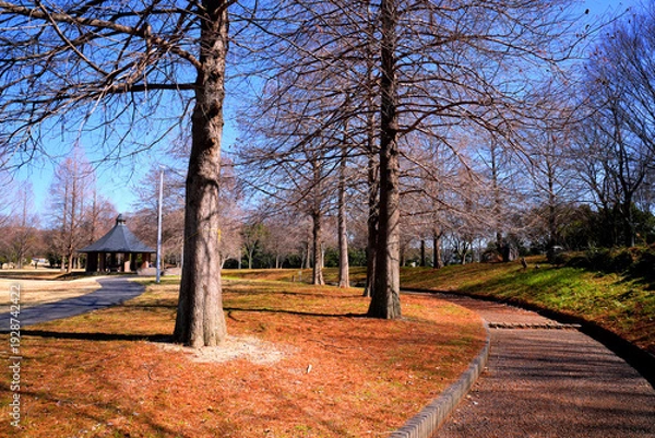Obraz 北欧の雰囲気漂うラクウショウのある公園