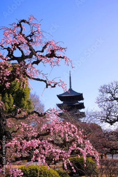 Obraz ピンクのしだれ梅越しに望む京都・東寺の五重塔