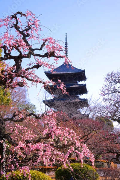 Obraz ピンクのしだれ梅越しに望む京都・東寺の五重塔