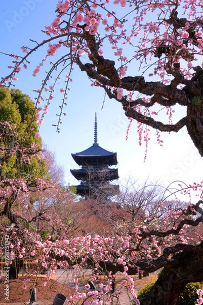 Obraz ピンクのしだれ梅越しに望む京都・東寺の五重塔
