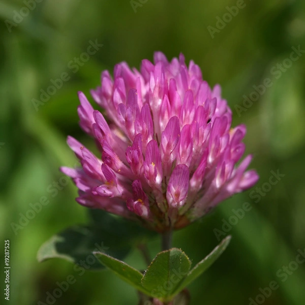 Obraz Rotklee (trifolium pratense)