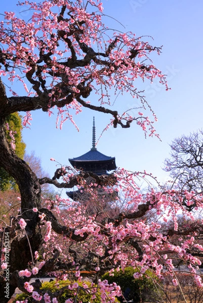 Obraz ピンクのしだれ梅越しに望む京都・東寺の五重塔