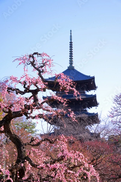 Obraz ピンクのしだれ梅越しに望む京都・東寺の五重塔