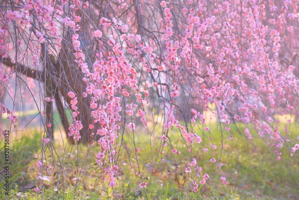 Obraz ピンク一色の満開のしだれ梅