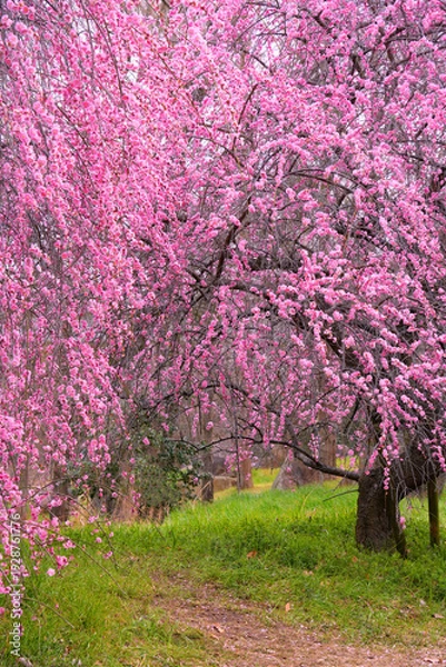 Obraz ピンク一色の満開のしだれ梅