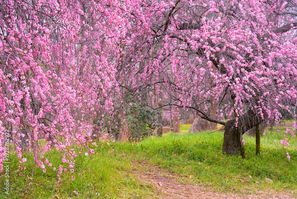 Obraz ピンク一色の満開のしだれ梅