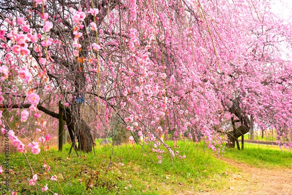 Obraz ピンク一色の満開のしだれ梅