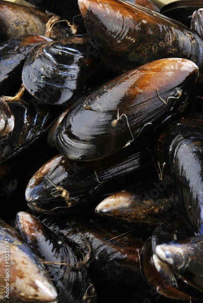 Obraz cooked and opened organic mussel ready to eat