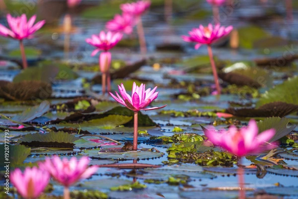 Obraz pink lotus flower