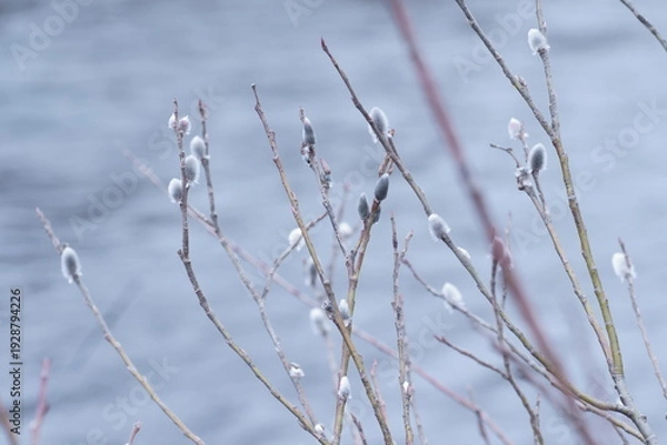 Obraz 水辺のネコヤナギの蕾