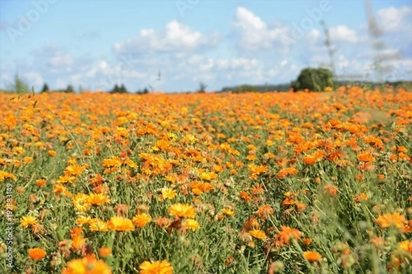 Fototapeta champ de fleur calendula