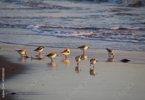 Obraz Vögel an der Küste