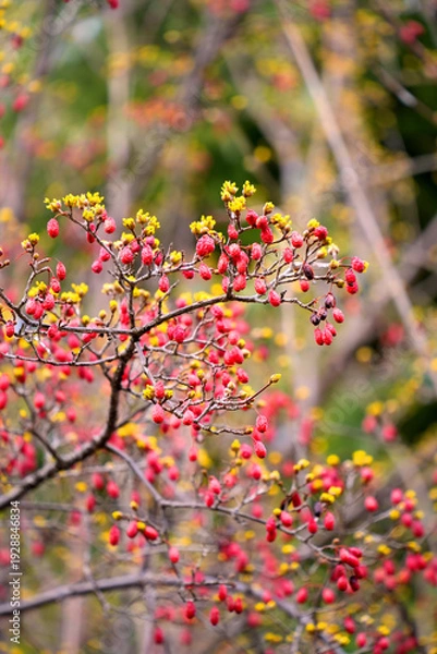 Obraz サンシュユの赤い実と黄色い花