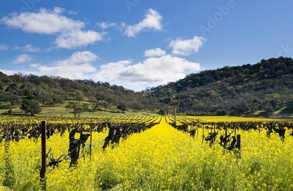 Obraz Vineyard Clear Day