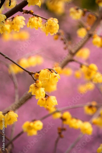 Obraz 春の訪れを告げる蝋梅の黄色い花