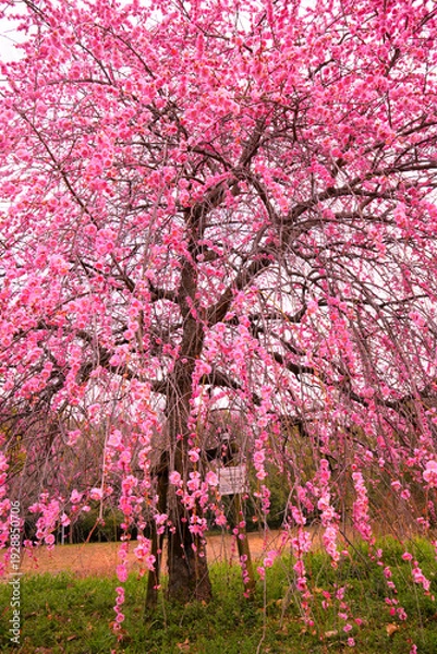 Obraz 見上げるピンクのしだれ梅