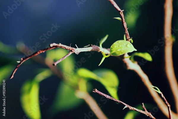 Fototapeta new leaf on a branch