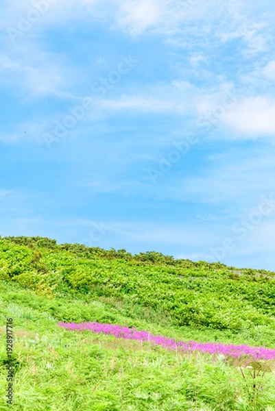 Obraz オロロンの島 焼尻島(やぎしりとう)を行く
