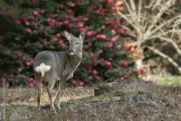 Fototapeta 제주도 암컷 노루