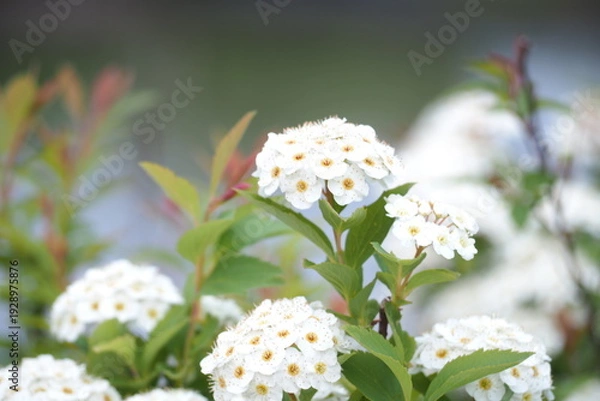 Obraz 植物　花　黄色の花　自然　風景