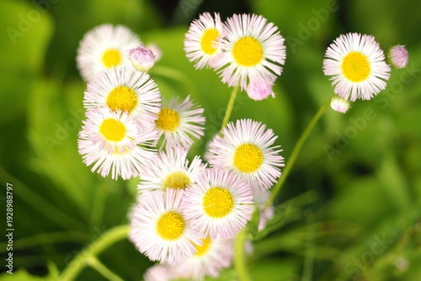 Obraz 植物　花　ピンクの花　自然　風景