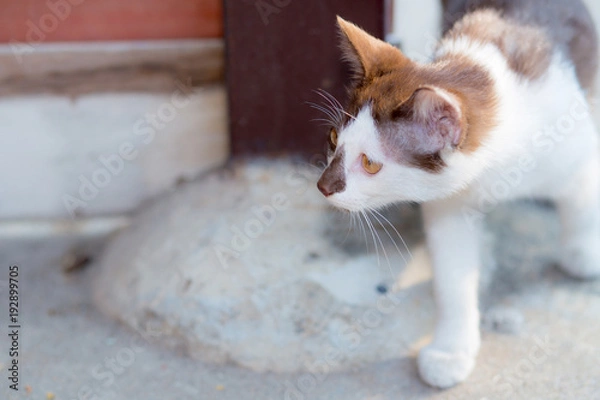 Fototapeta cat walking on road