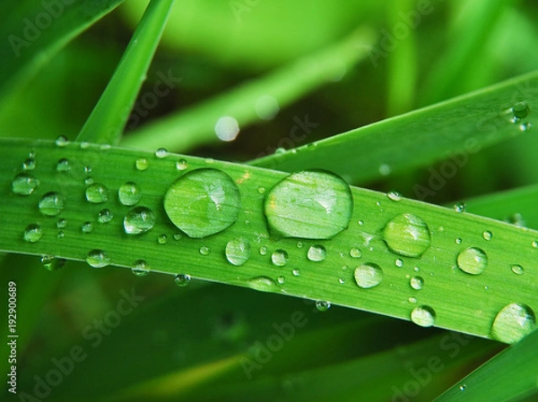 Fototapeta Drops of clean water on the grass after a summer rain