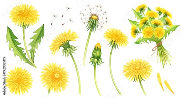 Obraz たんぽぽのイラストパーツセット（花・綿毛・種・花束・蕾）,春の花,野花,ボタニカル