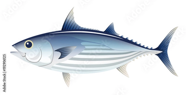 Obraz カツオ　鰹　白背景