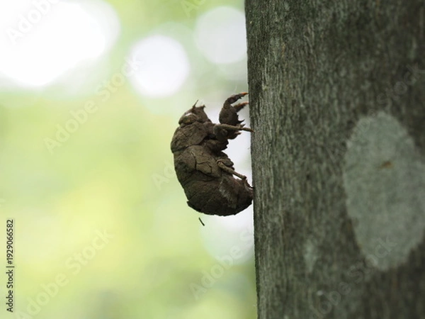 Obraz ニイニイゼミ