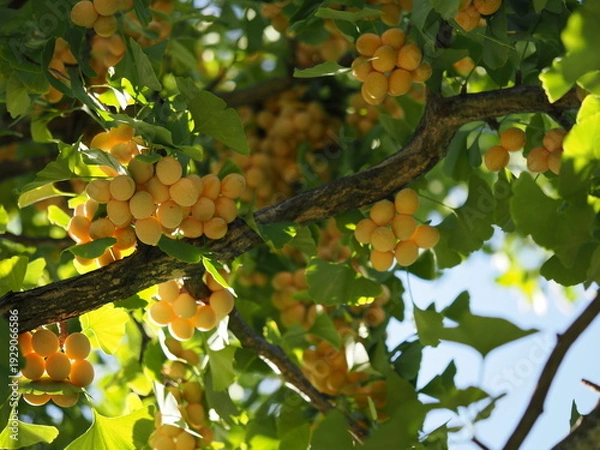 Obraz 銀杏が沢山実っている
