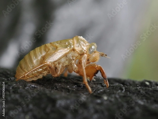 Obraz セミの抜け殻