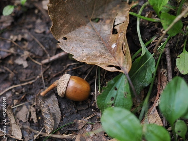 Obraz 帽子をかぶったどんぐり