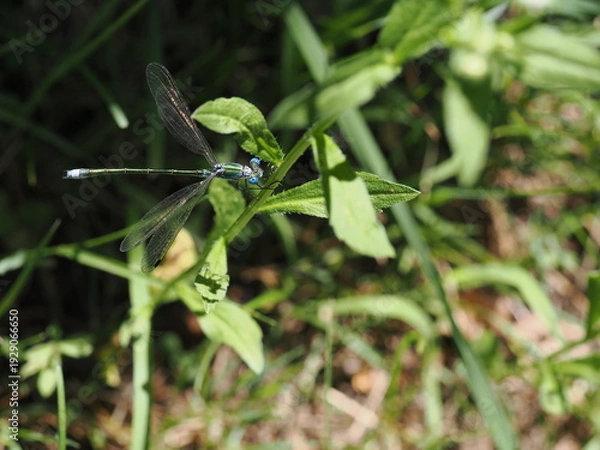 Obraz 葉に止まるイトトンボ