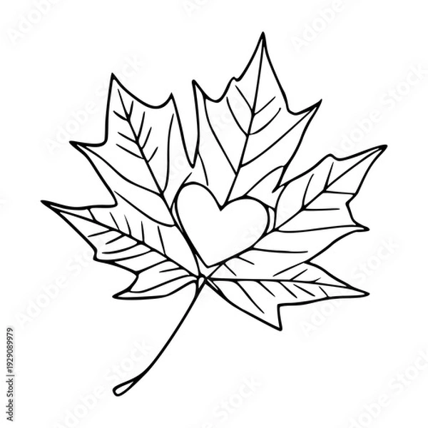 Obraz simple maple leaf drawing with heart shape detail