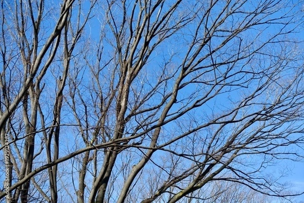 Obraz 冬枯れの木と青空