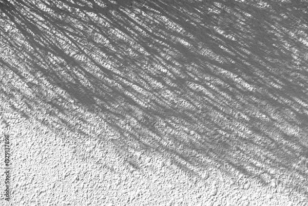 Obraz 白い壁に映る木の葉の影、葉のシルエット