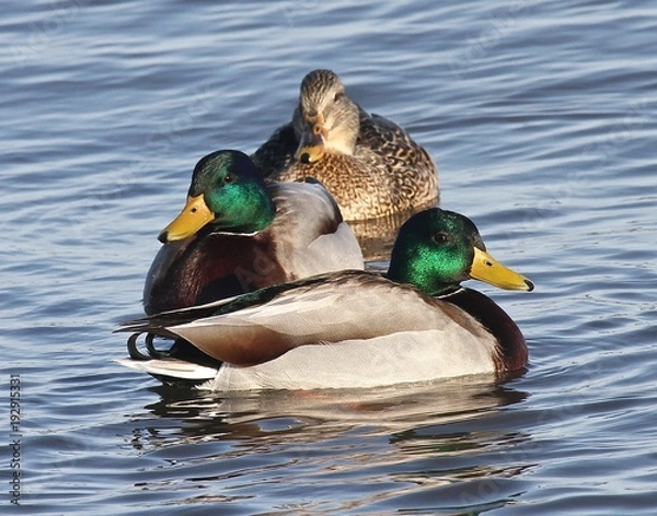 Obraz Family Portrait