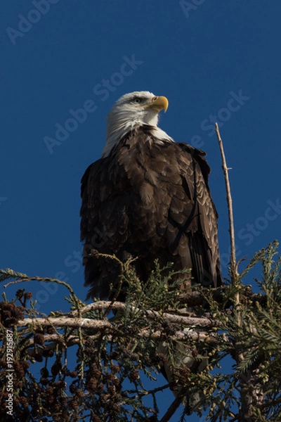 Fototapeta Closeup (1000mm) of a bald eagle standing on a tree, seen in the wild in  North California