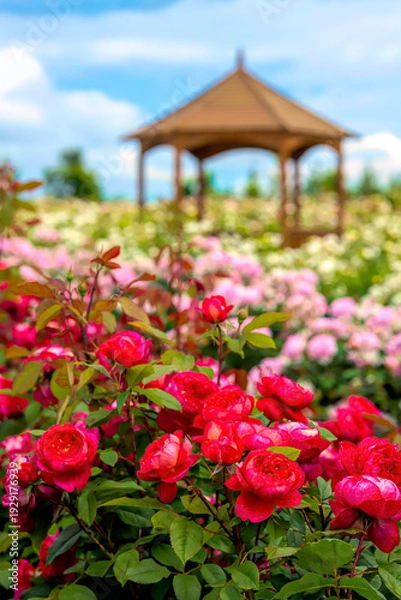 Obraz 紅いバラのある庭