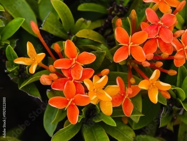 Obraz orange and yellow flowers